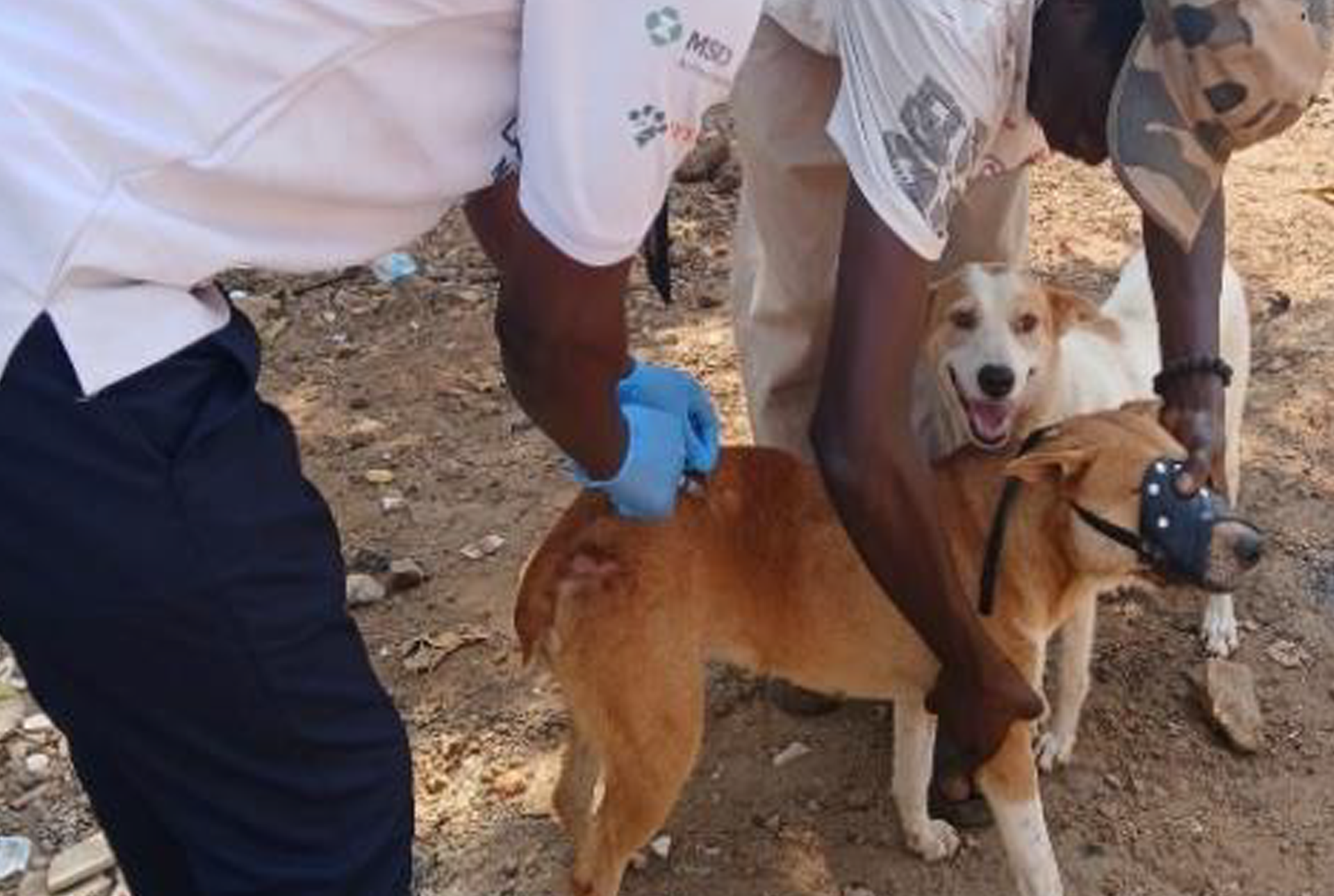 Guinea takes a major step towards ending rabies