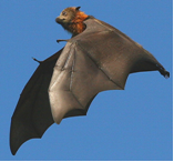 Nipah Research and Development (R&D) Roadmap comment form