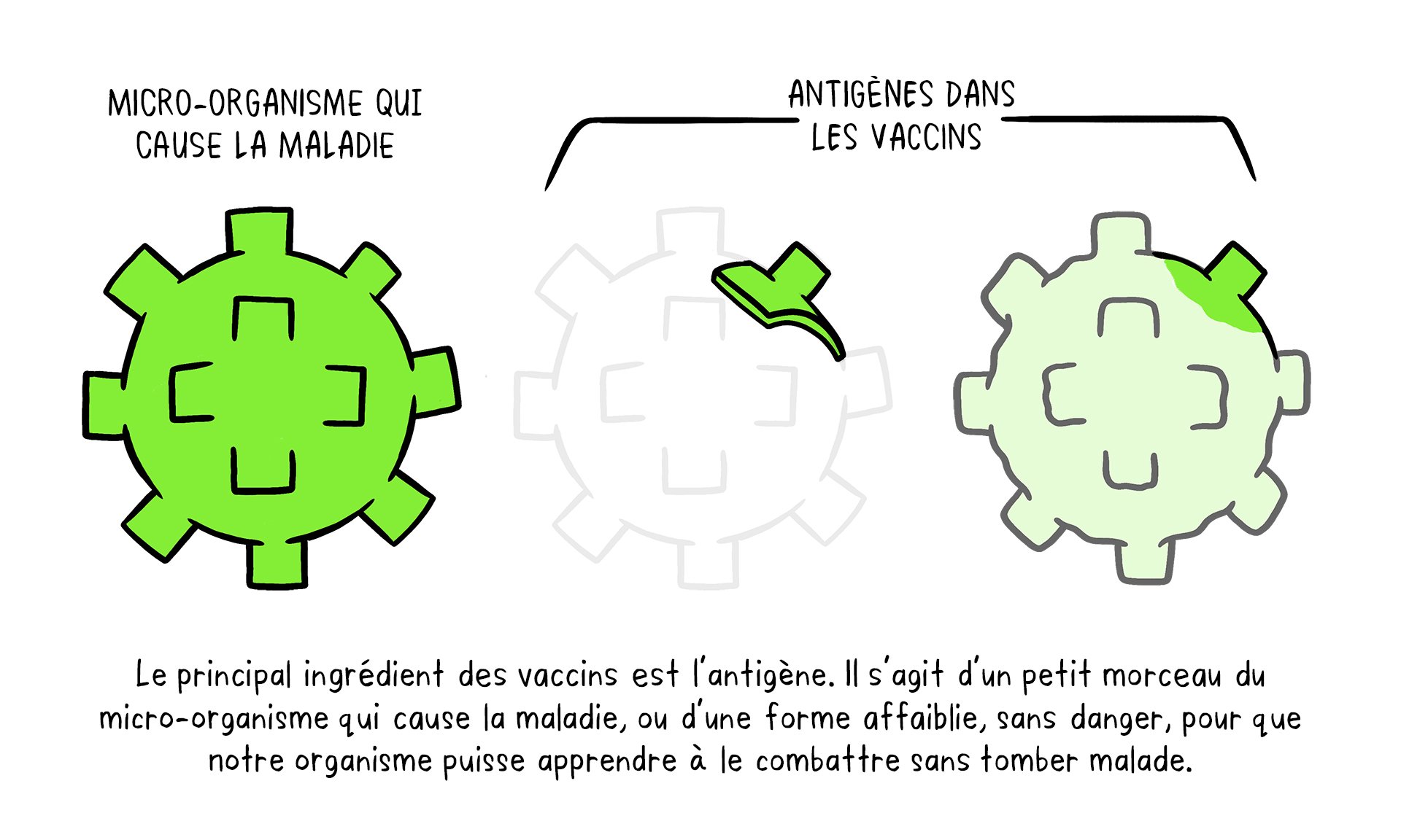Vaccines topic 2 01 Vaccine Antigens-fr Illustration sur l'antigène qui entre dans la composition d'un vaccin