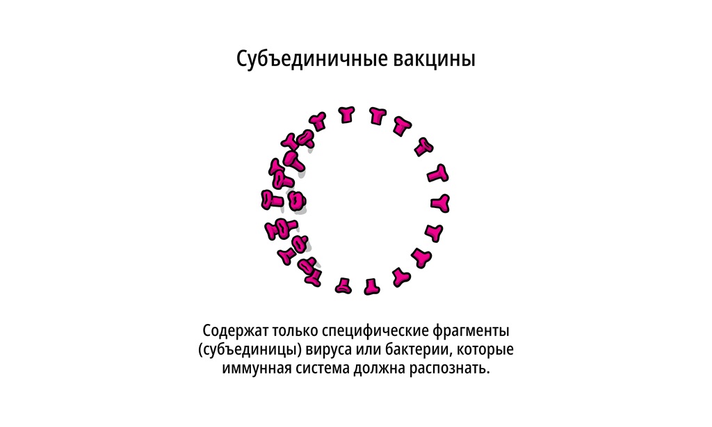 Субъединичные вакцины содержат только специфические фрагменты вируса или бактерии, которая имунная система должна распознать